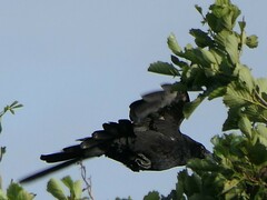 Corvus corone