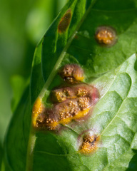 Puccinia dioicae silvatica