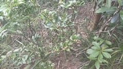 Dendrotrophe varians