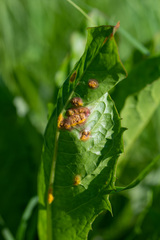 Puccinia dioicae silvatica
