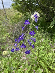 Delphinium