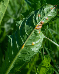 Puccinia dioicae silvatica