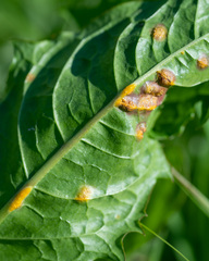 Puccinia dioicae silvatica