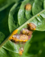 Puccinia dioicae silvatica