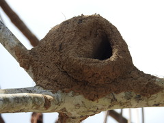 Furnarius leucopus