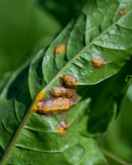 Puccinia dioicae silvatica