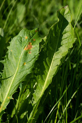 Puccinia dioicae silvatica