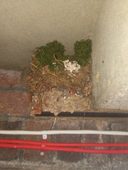 Troglodytes troglodytes