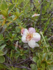 Rhododendron lepidotum