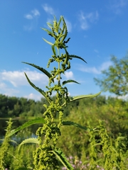 Urtica gracilis