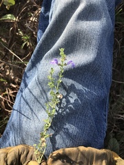 Scutellaria muriculata