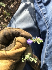 Scutellaria muriculata