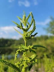 Urtica gracilis