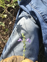 Scutellaria muriculata