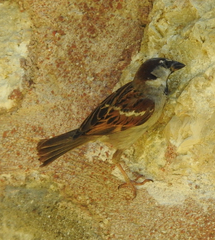 Passer domesticus