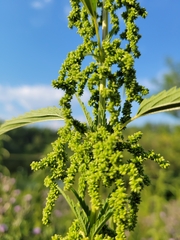 Urtica gracilis