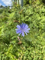 Cichorium intybus