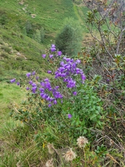 Campanula precatoria