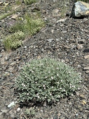 Chaenactis thompsonii