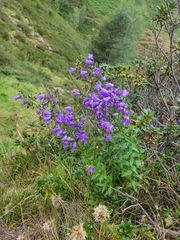 Campanula precatoria