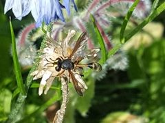 Physocephala rufipes