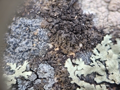 Montanelia sorediata