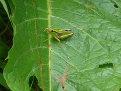 Miramella carinthiaca