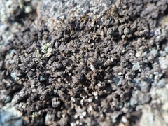 Montanelia sorediata