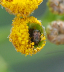 Acanthoscelides pallidipennis