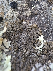 Montanelia sorediata