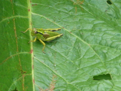 Miramella carinthiaca