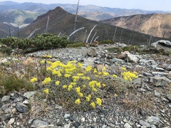 Eriogonum ternatum