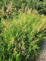 Bromus inermis