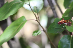Coniungoptera nothofagi