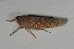 Texananus longipennis