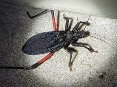 Microtomus purcis
