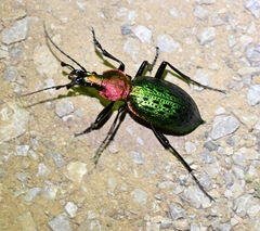 Carabus lafossei