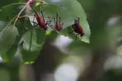Coniungoptera nothofagi