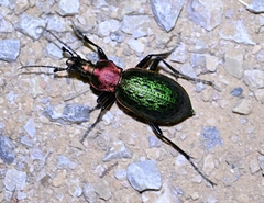Carabus lafossei
