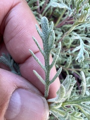 Chaenactis thompsonii