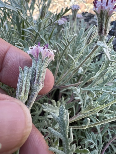 Image of Thompson's Pincushion (Chaenactis thompsonii) by no rights reserved