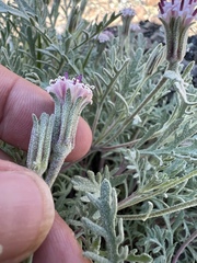 Chaenactis thompsonii