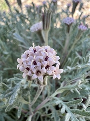 Chaenactis thompsonii