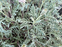 Chaenactis thompsonii