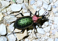 Carabus lafossei
