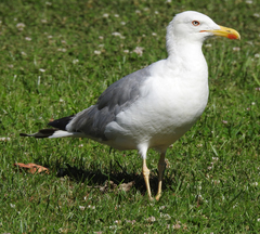 Larus michahellis