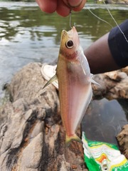 Schilbe mandibularis