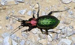Carabus lafossei