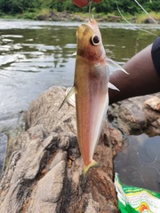 Schilbe mandibularis