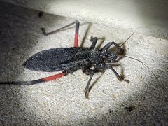Microtomus purcis